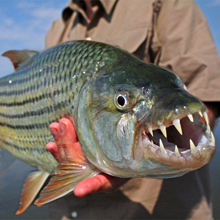 Big Catch Fishing Tackle - SENSATION Gheko