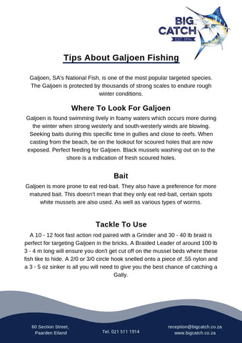 Tips About Galjoen Fishing